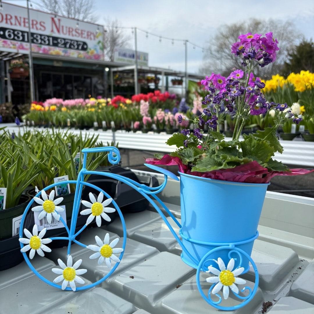 A blue bicycle planter with purple primroses in front of the nursery benches