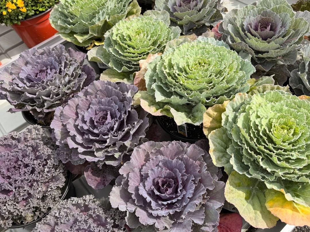 Purple and green ornamental cabbage and kale