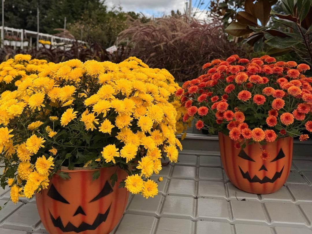 Yellow and orange mums in jack-o'-lantern pots