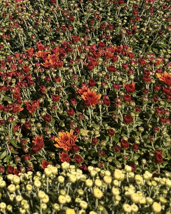 Rows of red and yellow mums