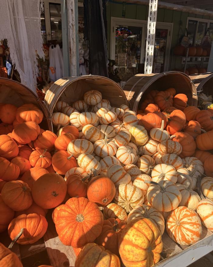 Bushel baskets of pumpkins and white gourds in the sun