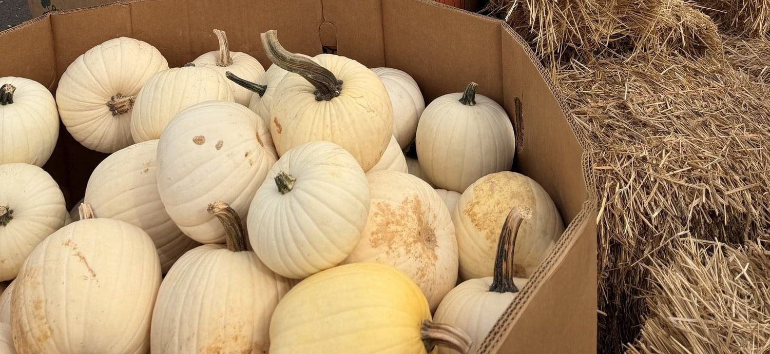 A bin of white pumpkins next to hay bales
