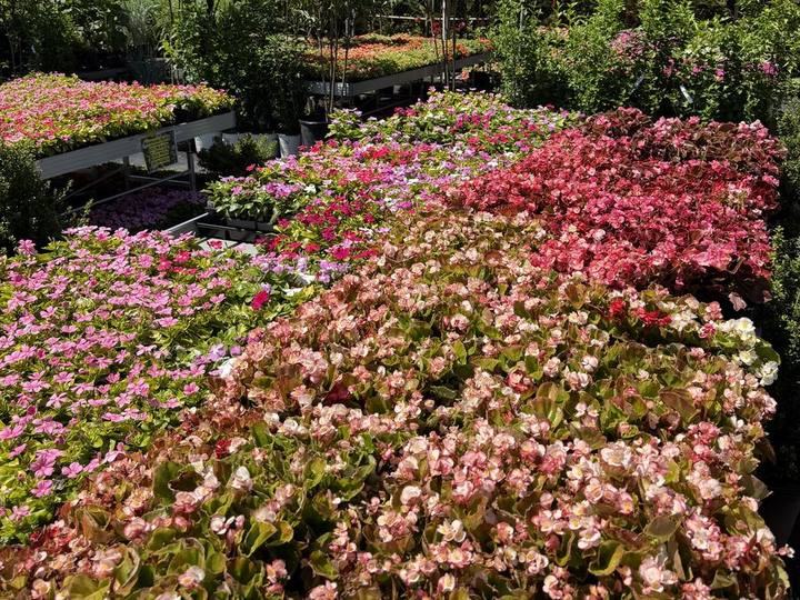 Benches full of pink and red begonias
