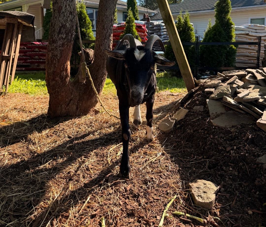 The farm's black goat walking toward the camera in its yard