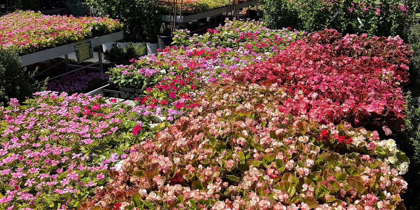 Benches packed with pink and red begonias