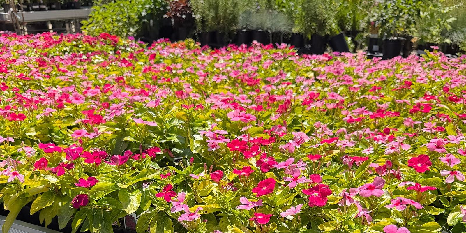A bench full of pink and red annual flowers