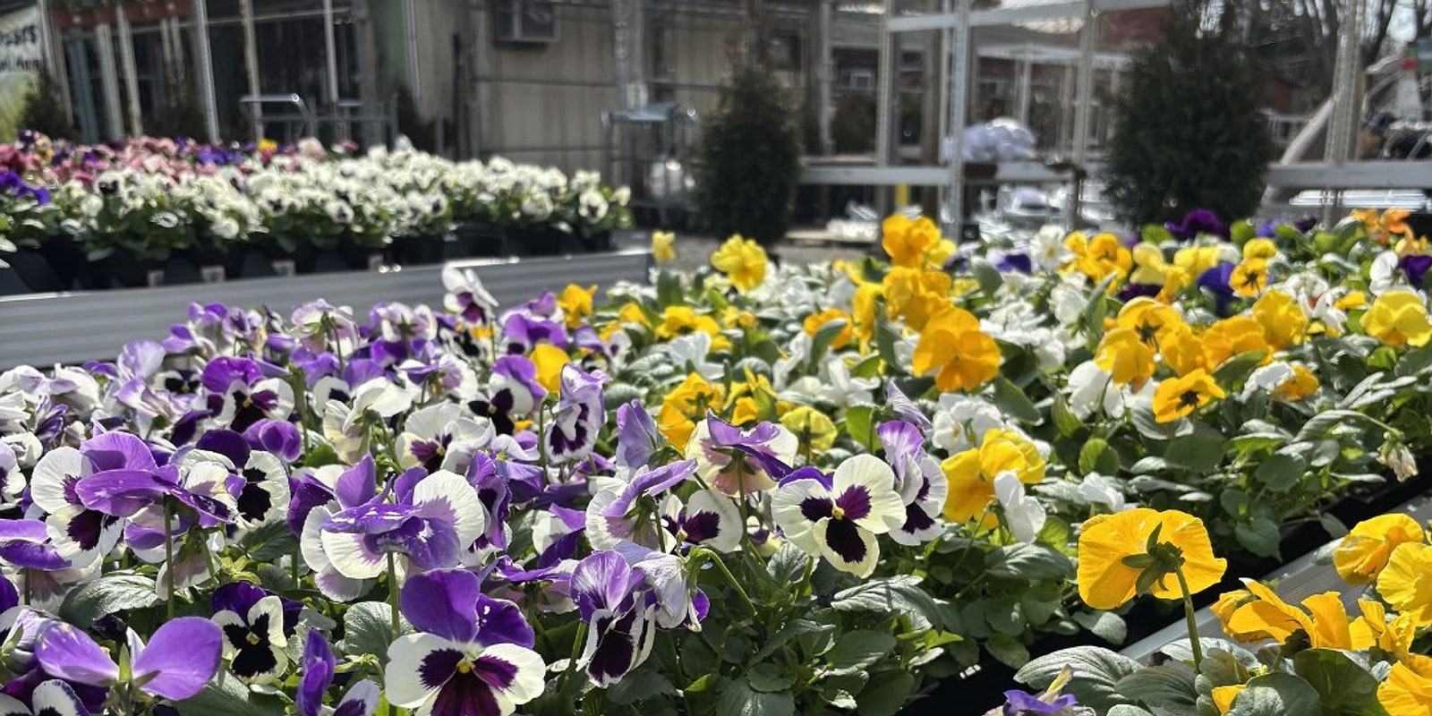 Benches of purple, yellow and white pansies