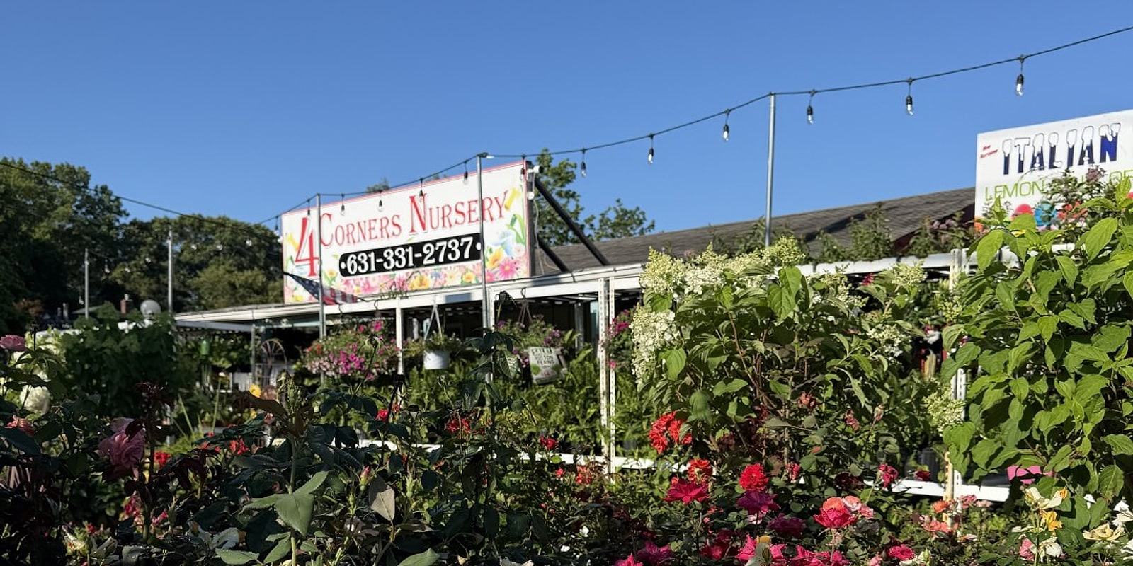 Rose bushes in bloom below the 4 Corners Nursery sign