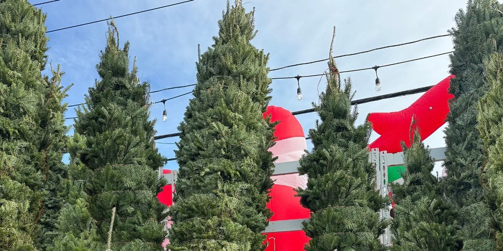 A row of Christmas trees standing out front with an inflatable Santa