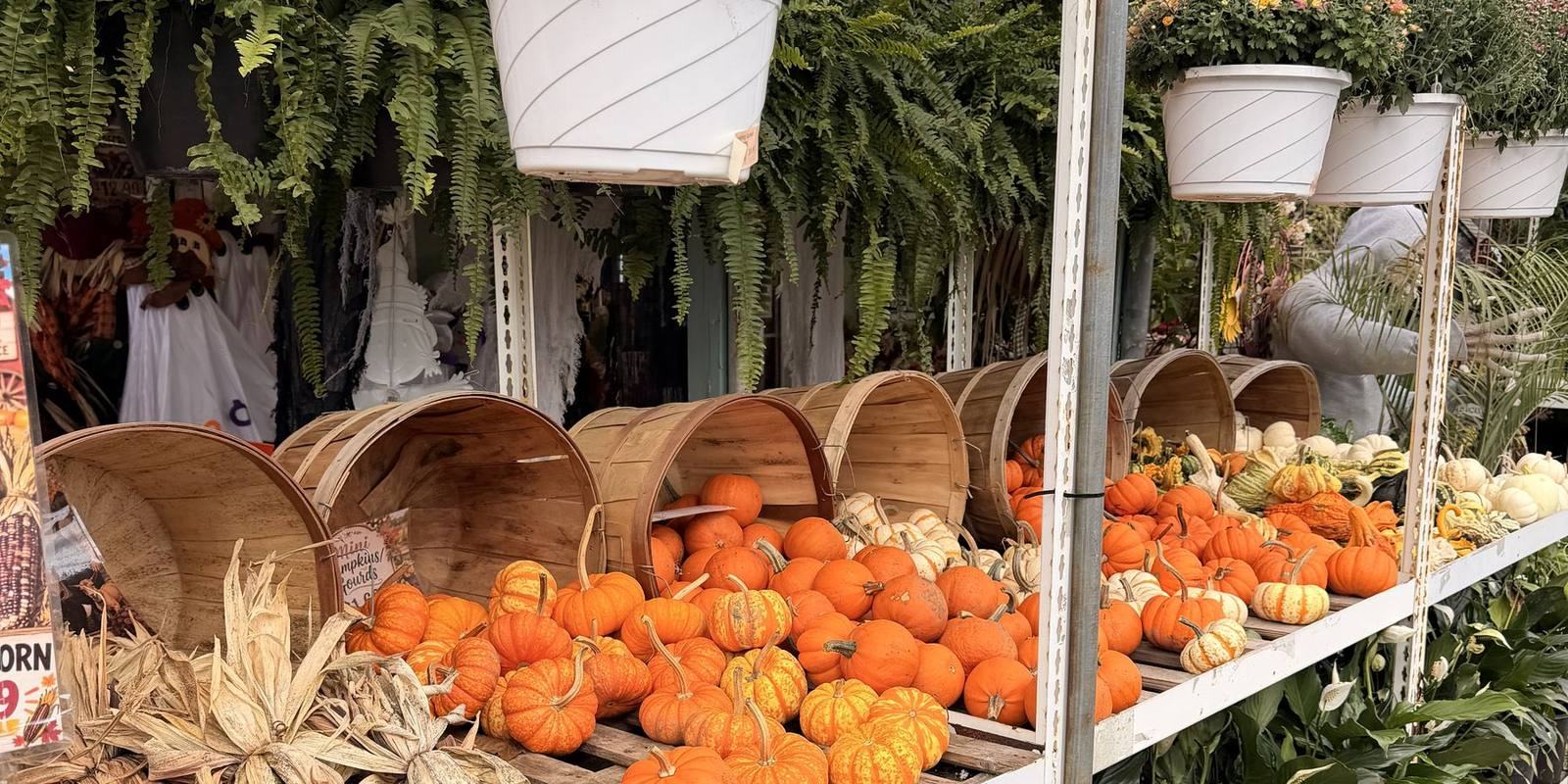 Hanging baskets above bushel baskets of pumpkins
