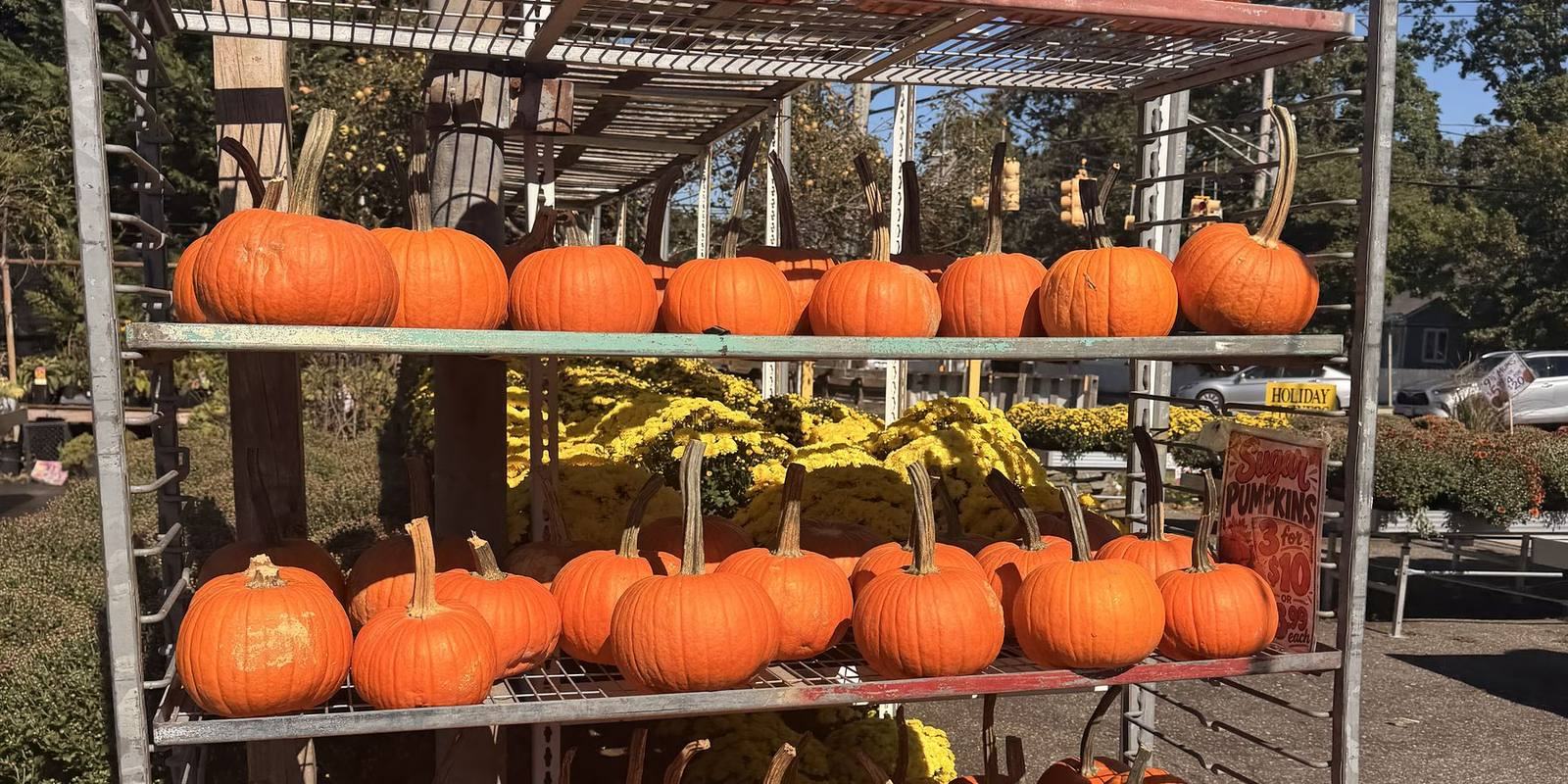 A rack stacked with pie pumpkins