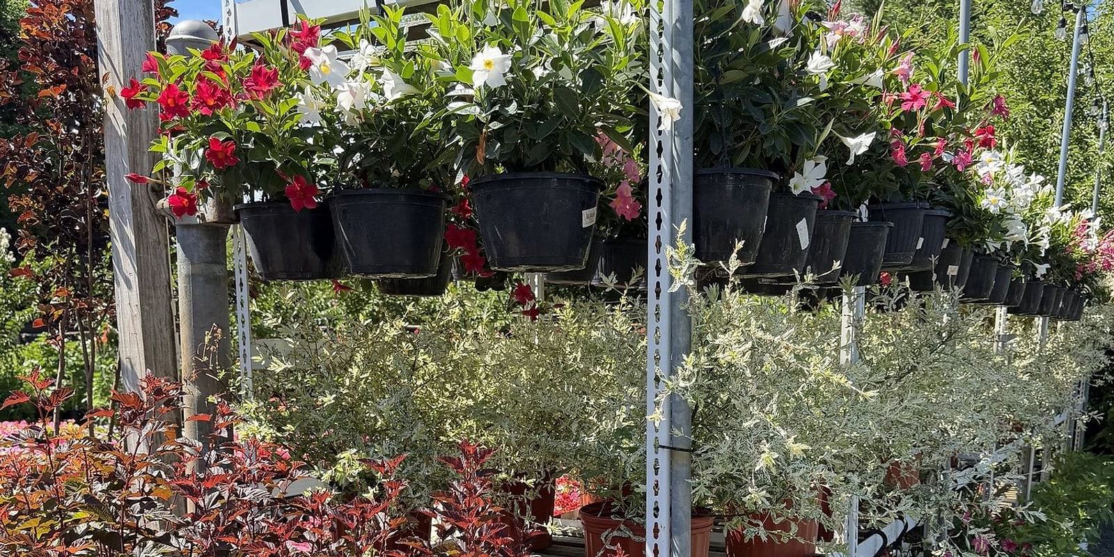 Hanging baskets above rows of shrubs and garden plants