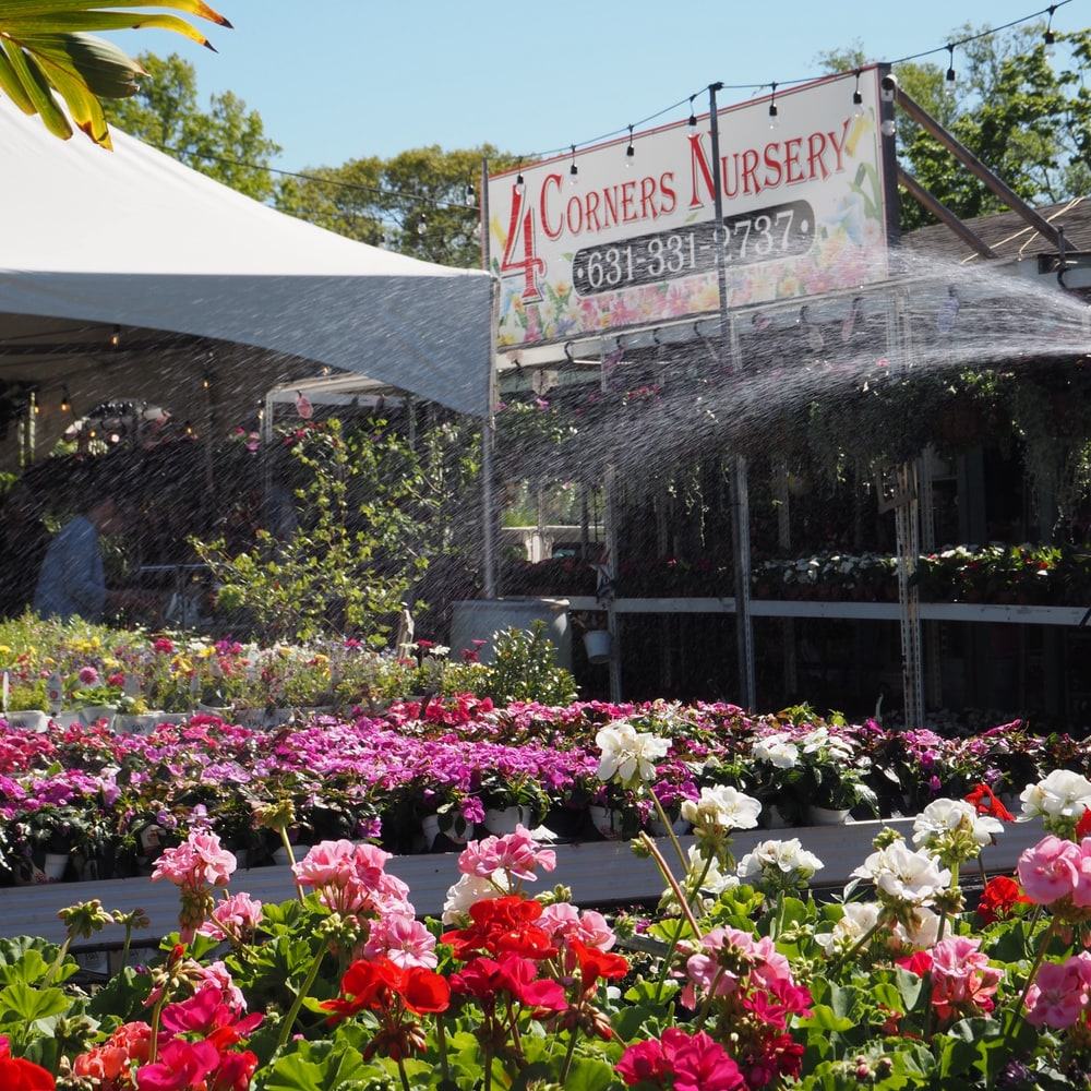 A sprinkler watering benches of geraniums in front of the 4 Corners Nursery sign