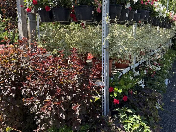 Shrubs and hanging plants along the nursery rows