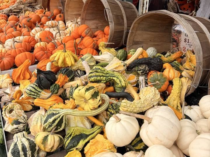 Bushel baskets of pumpkins and gourds