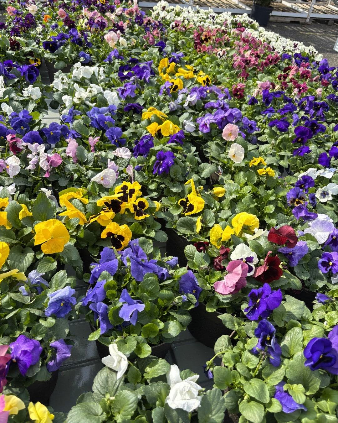 Flats of pansies in purple, yellow and white