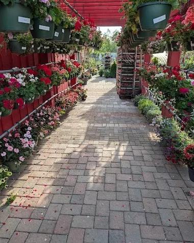 Greenhouse aisle lined with hanging baskets