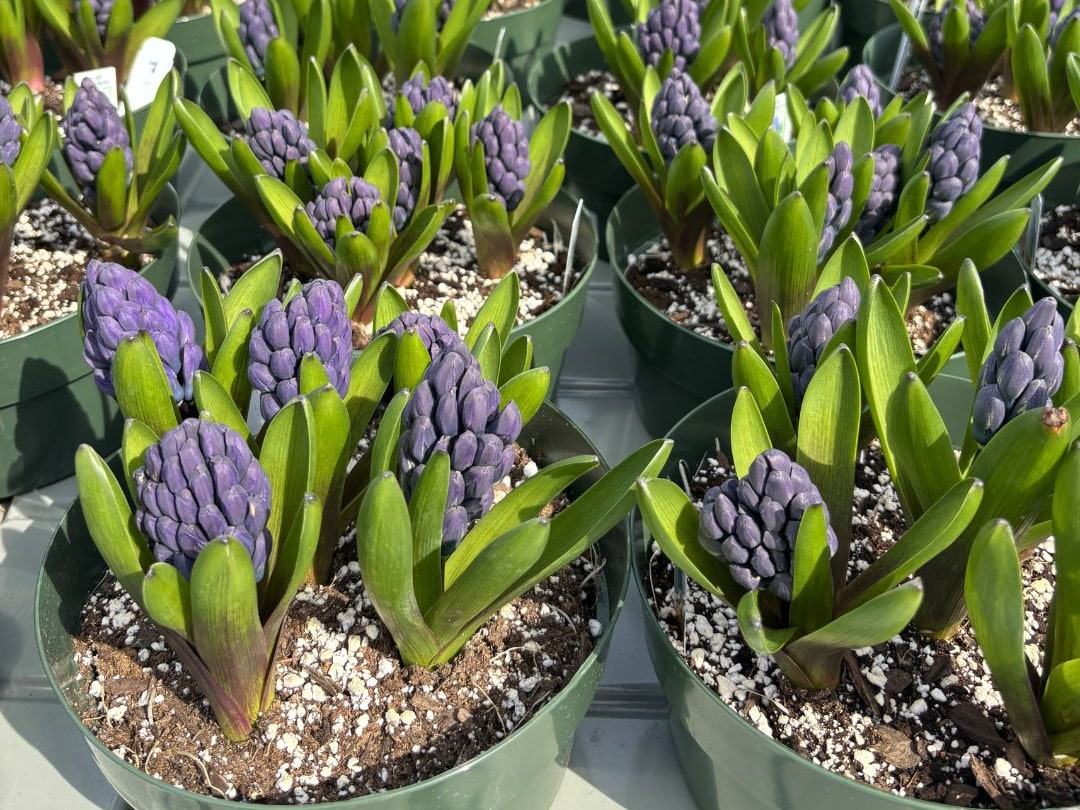 Pots of purple hyacinths in bud