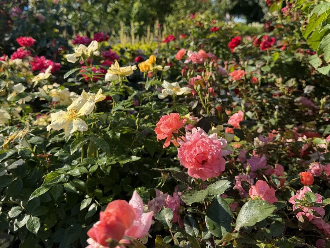 Rose bushes in bloom