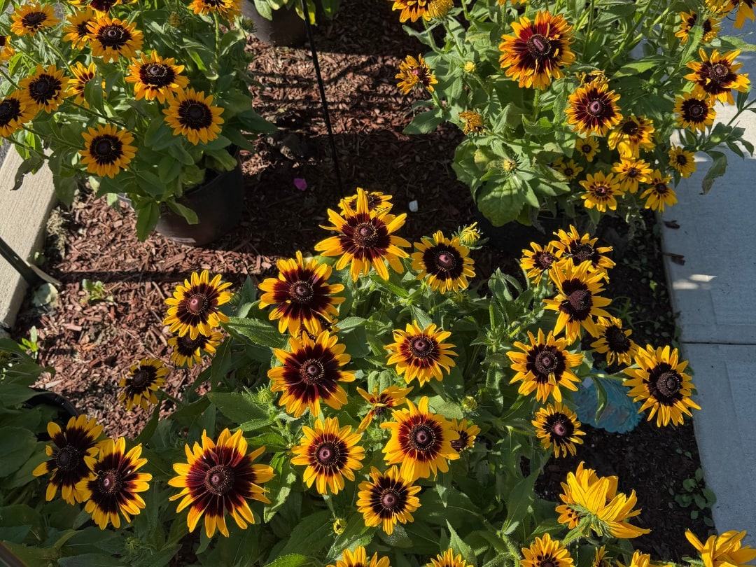 Pots of gold and red rudbeckia flowers