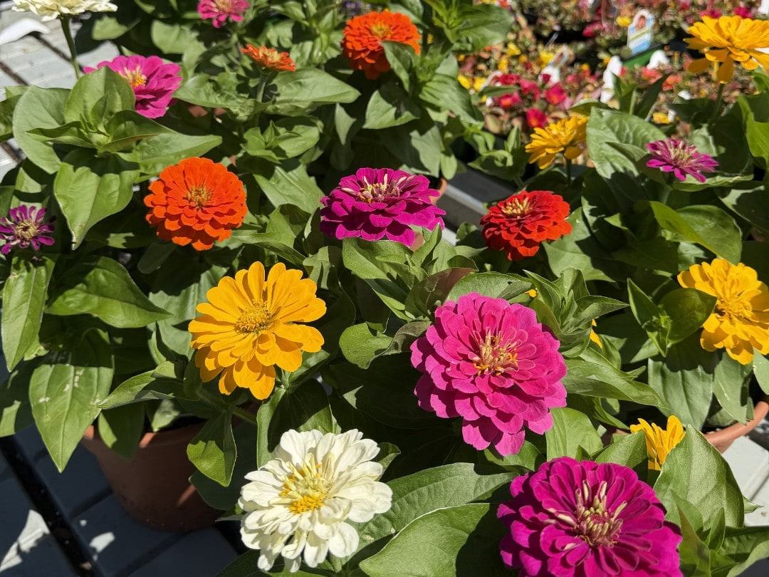 Zinnias in pink, orange, yellow and white