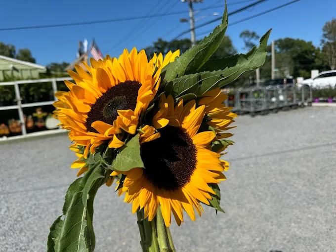 Sunflowers