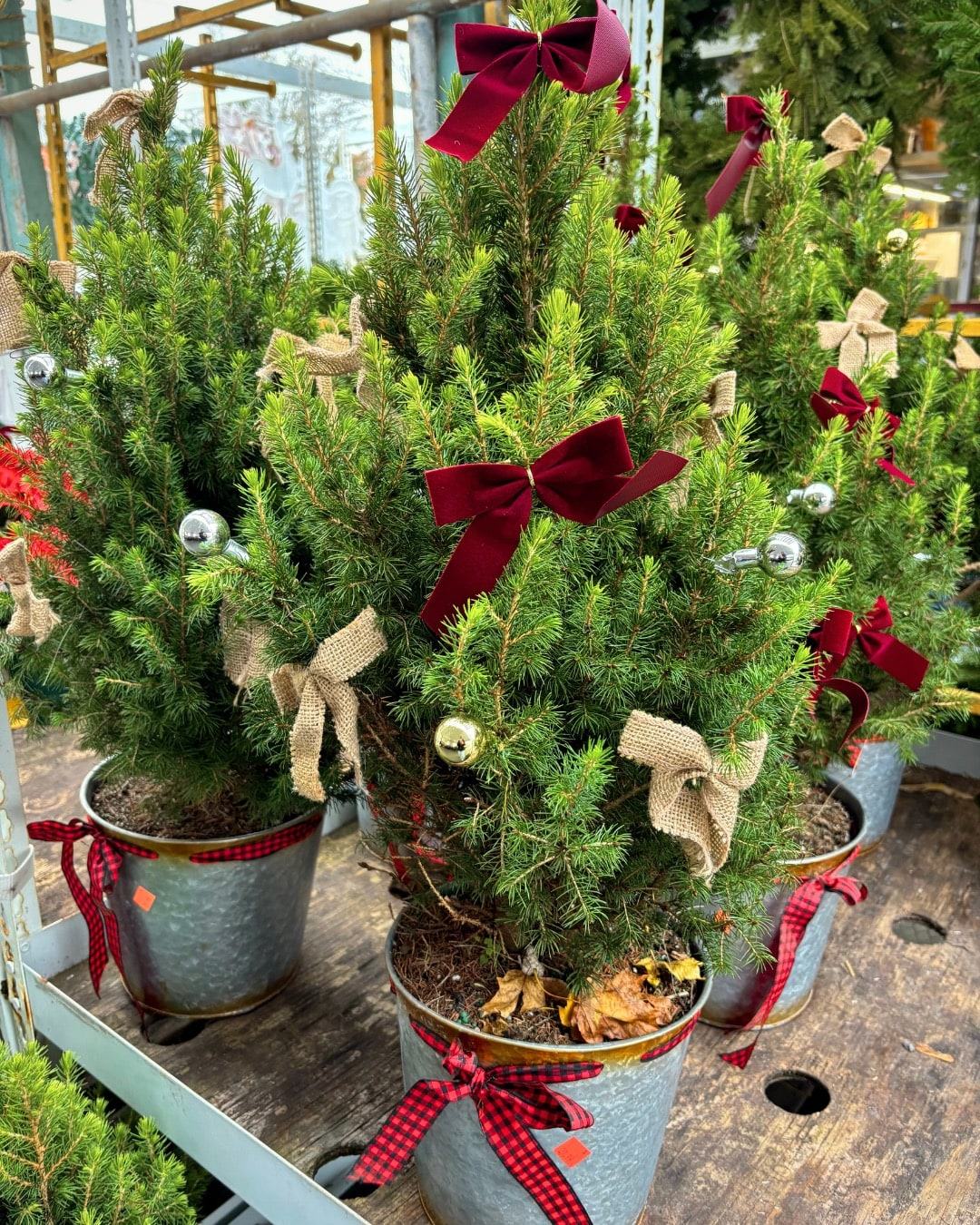 Potted spruce trees decorated with red velvet and burlap bows